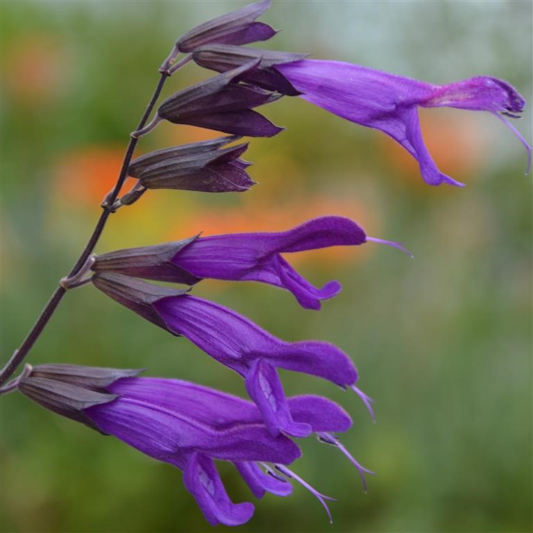 Salvia hyb. 'Amistad'