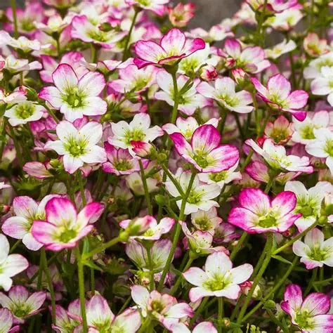 Saxifraga x Arendsii Alpino Early Picotee
