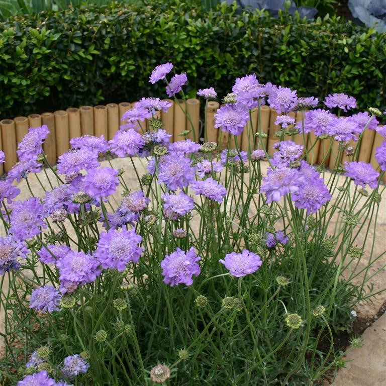 Scabiosa Columbaria 'Misty Butterflies'