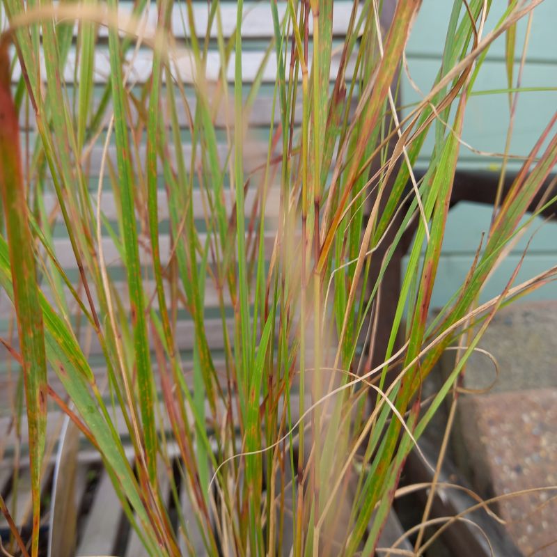 STIPA arundinacea - Pheasant Tail Grass