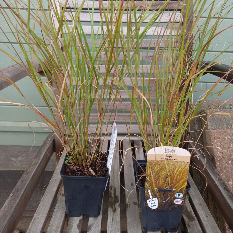 STIPA arundinacea - Pheasant Tail Grass