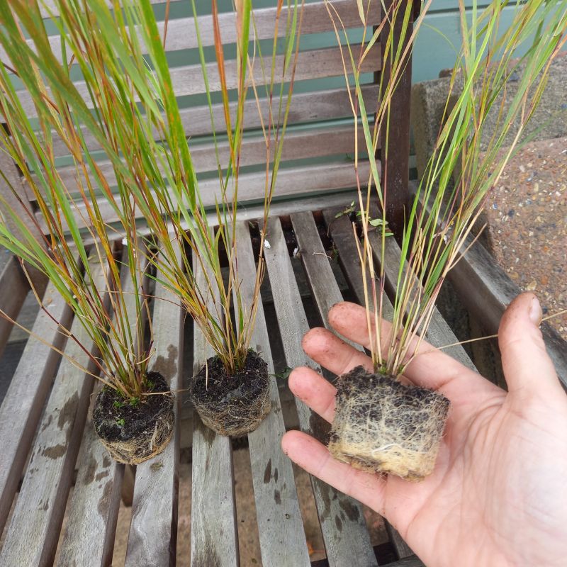 STIPA arundinacea - Pheasant Tail Grass
