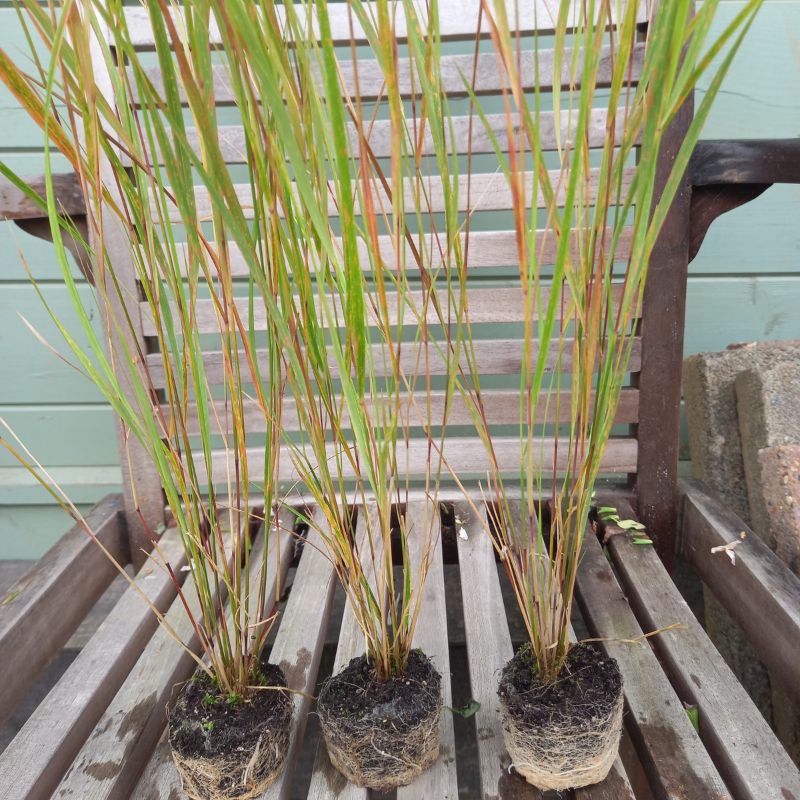 STIPA arundinacea - Pheasant Tail Grass