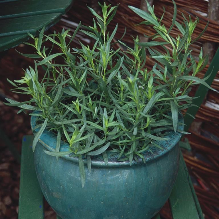 Tarragon 'French' - (Artemisia dracunculus 'French')