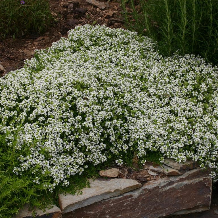 Thymus serpyllum 'White' (Thyme) - (Thymus serpyllum)