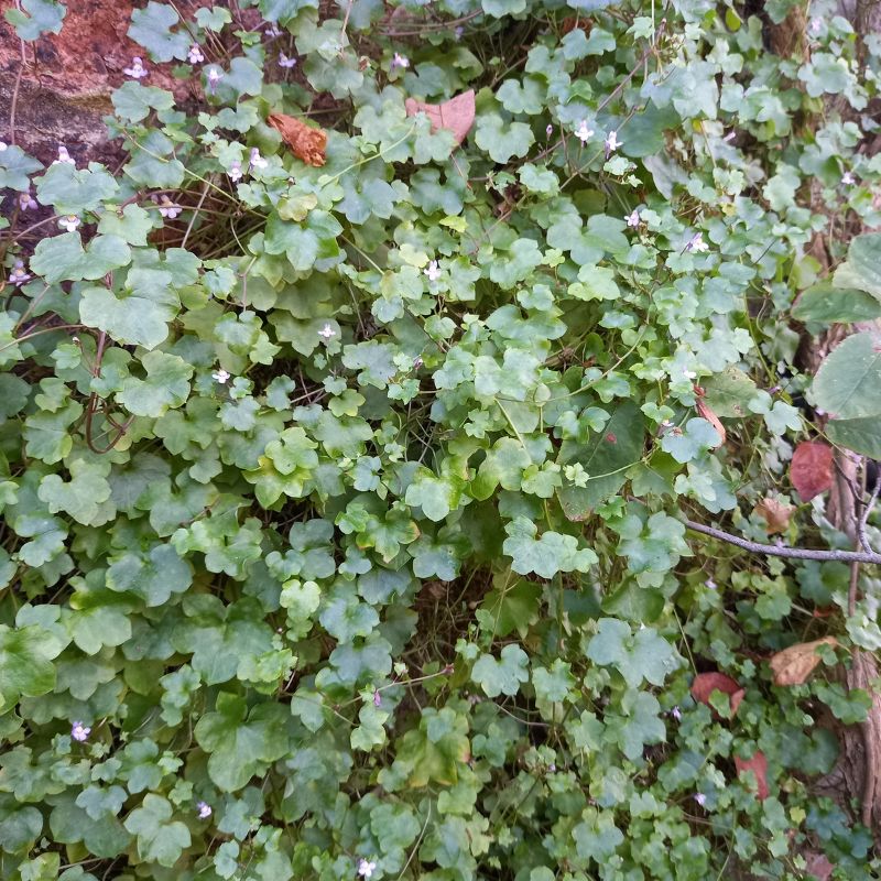 Ivy-leaved Toadflax - Kenilworth Ivy - CYMBALARIA muralis