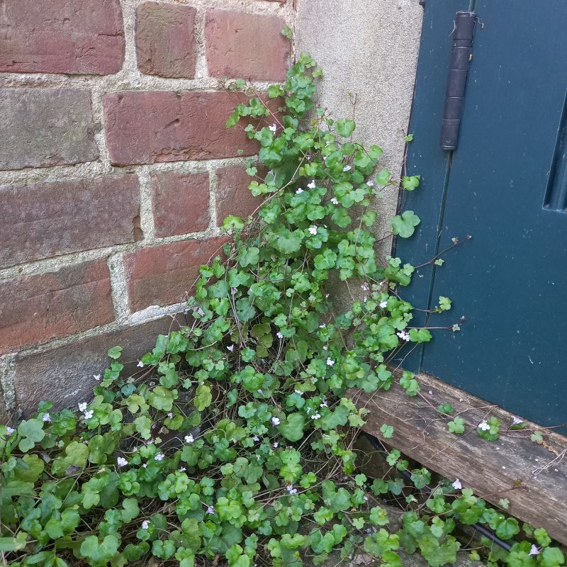 Ivy-leaved Toadflax - Kenilworth Ivy - CYMBALARIA muralis