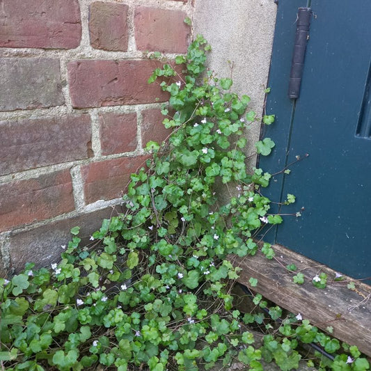 Ivy-leaved Toadflax - Kenilworth Ivy - CYMBALARIA muralis