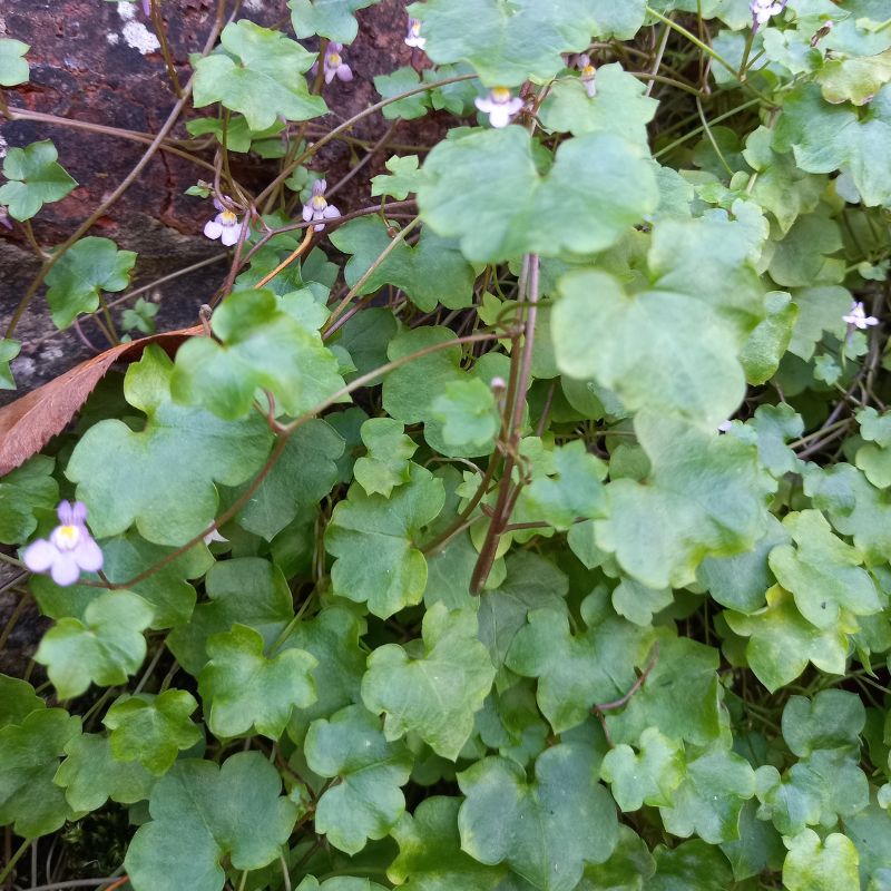 Ivy-leaved Toadflax - Kenilworth Ivy - CYMBALARIA muralis