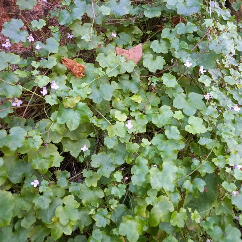 Ivy-leaved Toadflax - Kenilworth Ivy - CYMBALARIA muralis