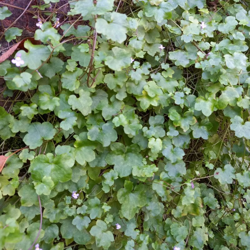Ivy-leaved Toadflax - Kenilworth Ivy - CYMBALARIA muralis