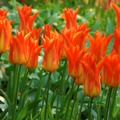 Tulip - Tulipa ‘Ballerina’ - Lily-Flowered Tulip Bulbs