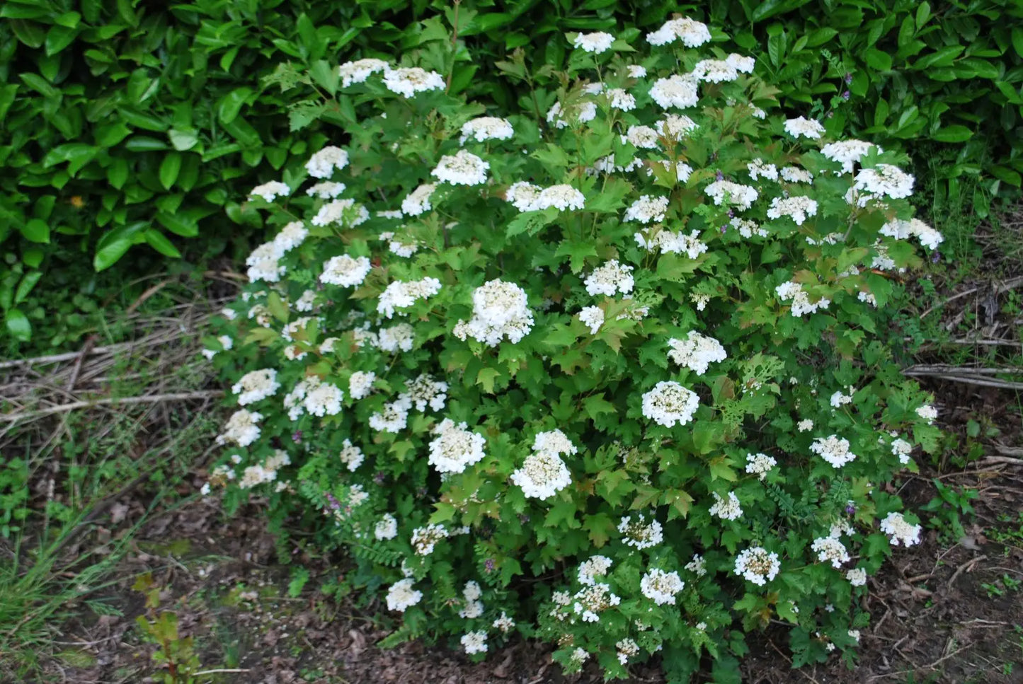 Viburnum opulus ‘Compactum’ – Dwarf Guelder Rose