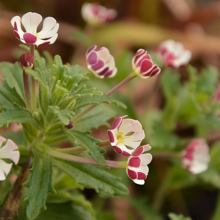 Zaluzianskya ovata 'Star Balsam' - comm. Night Scented Phlox