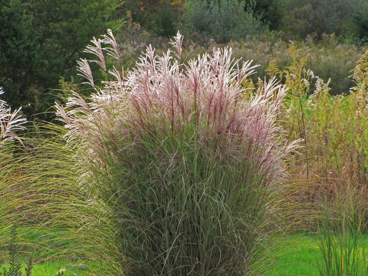 MISCANTHUS sinensis Morning Light