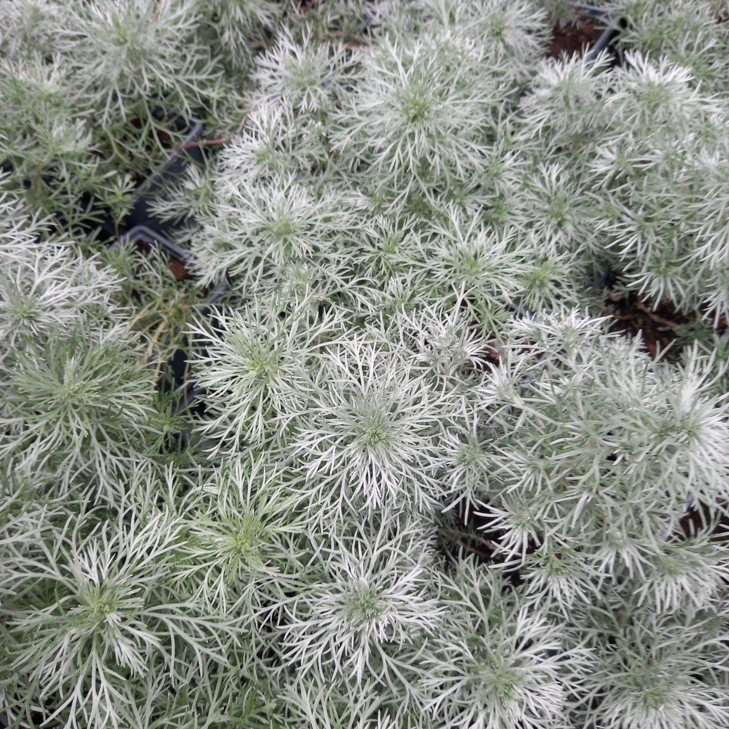 Artemisia schmidtiana 'Nana Attraction' Silver Mound Cottage Garden Perennial