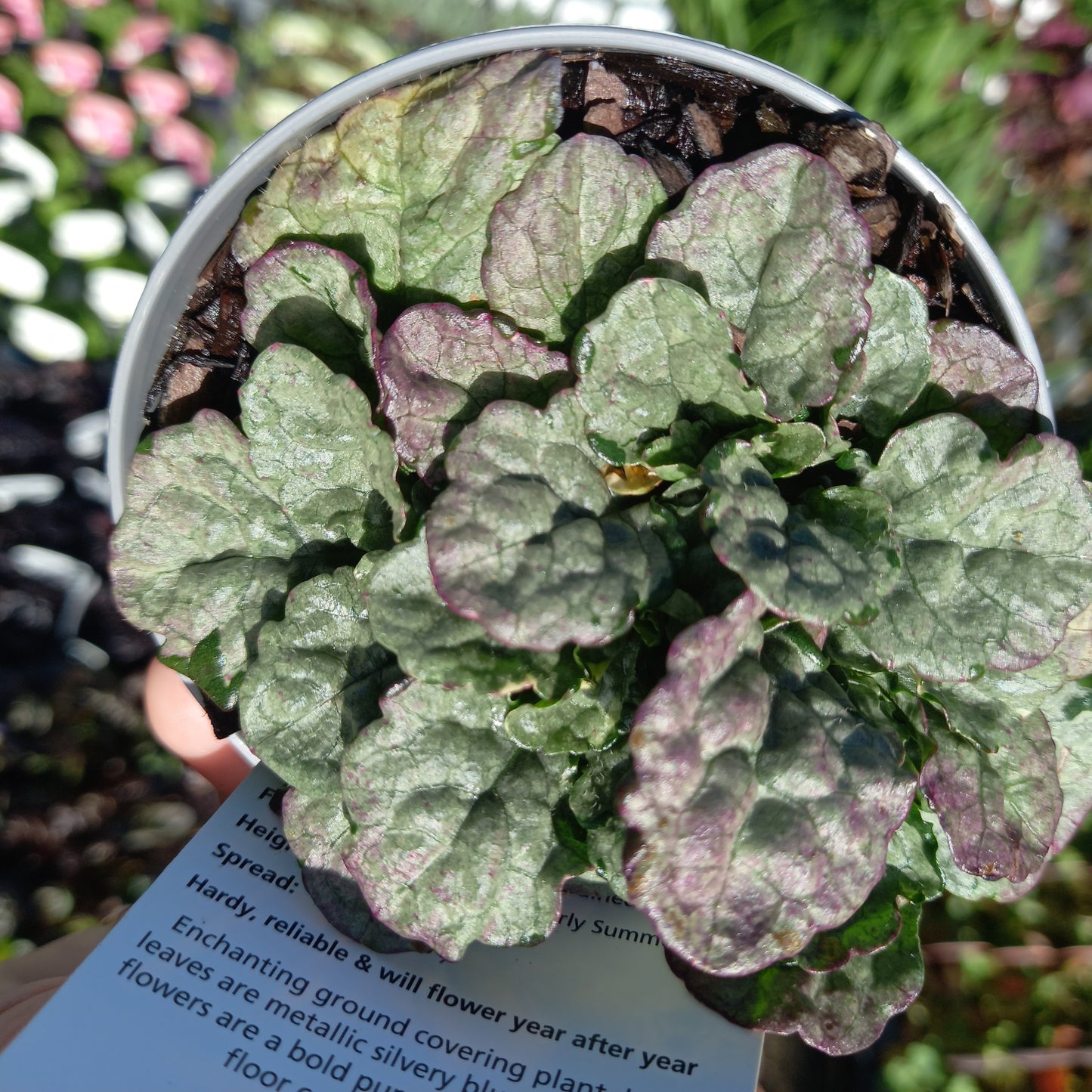 AJUGA reptans Princess Elsa