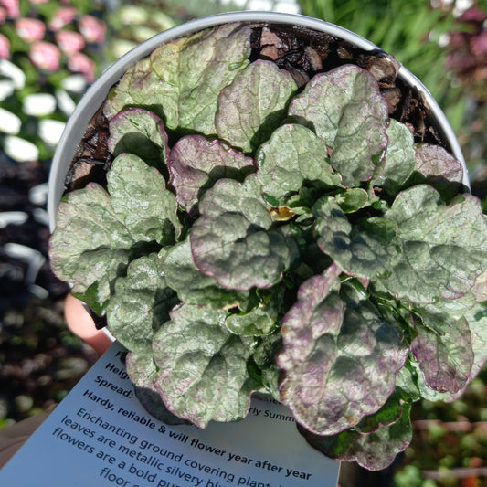 AJUGA reptans Princess Elsa
