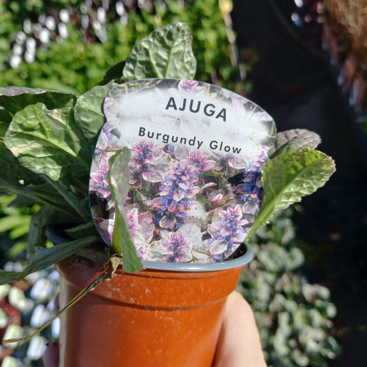 AJUGA reptans Burgundy Glow