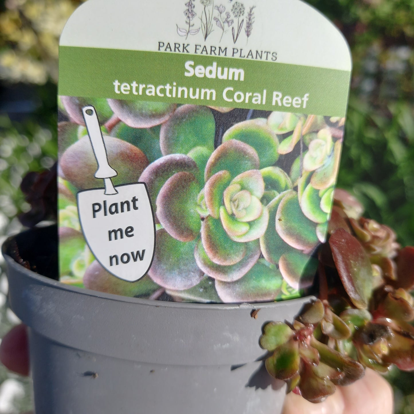 Sedum tetractinum Coral Reef