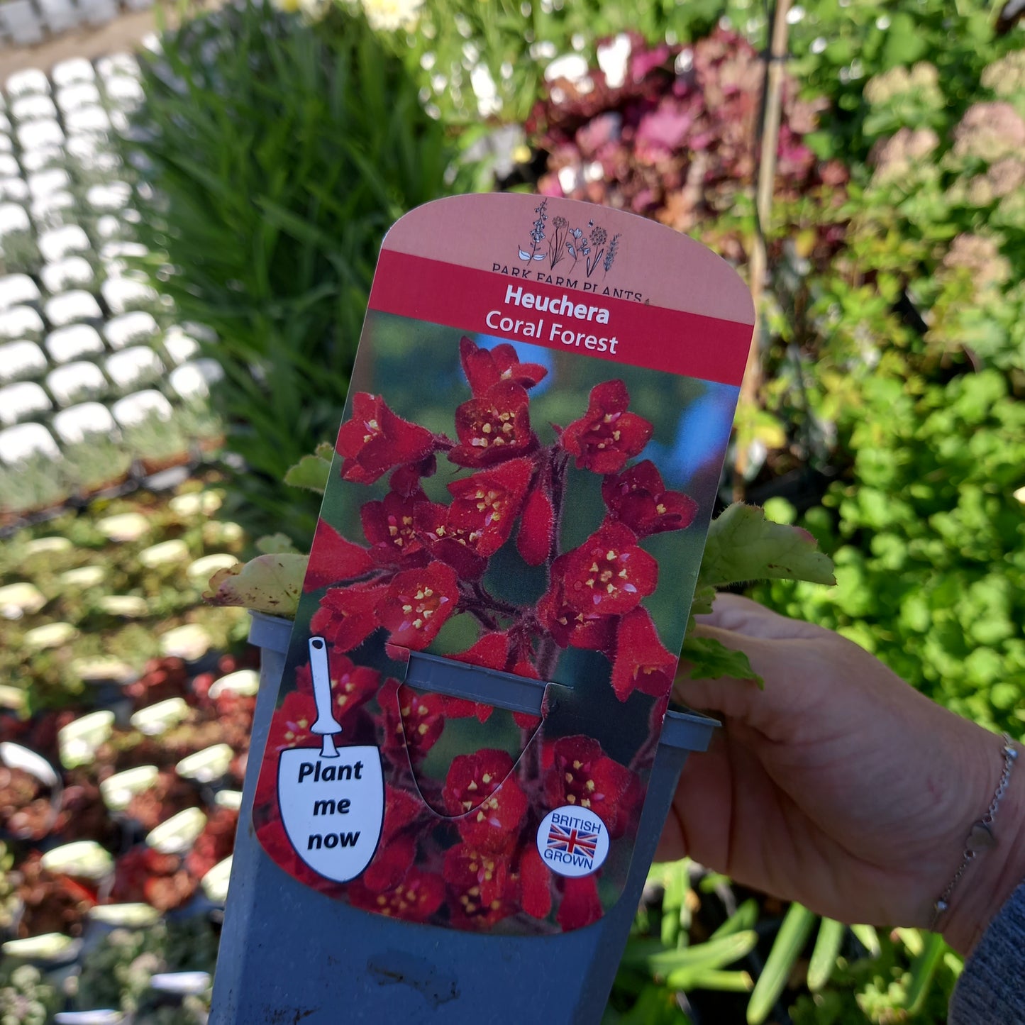 HEUCHERA Coral Forest