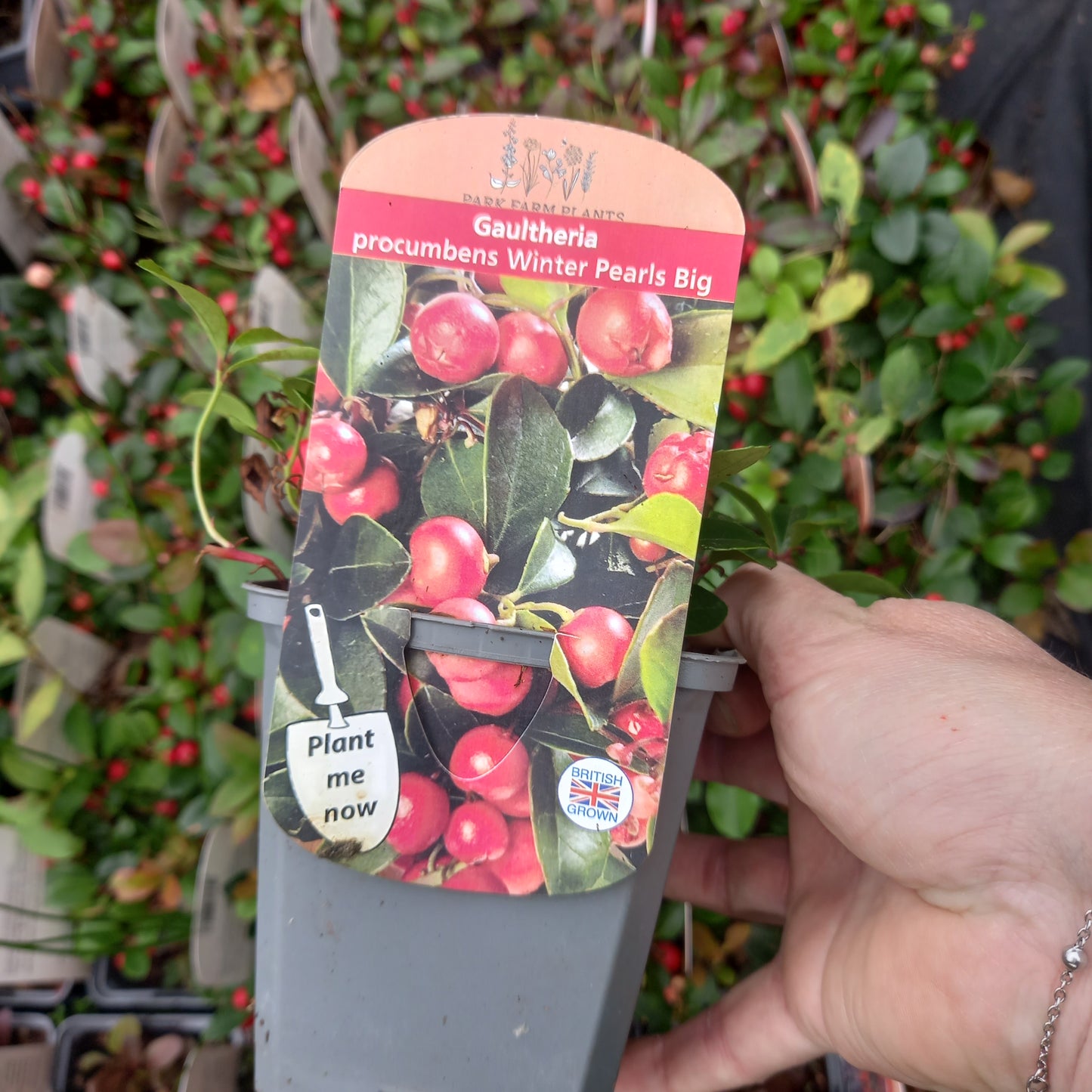 Gaultheria procumbens Winter Pearls Big - Partridge Berry, Eastern Teaberry, Checker Berry, and Wintergreen Plant.
