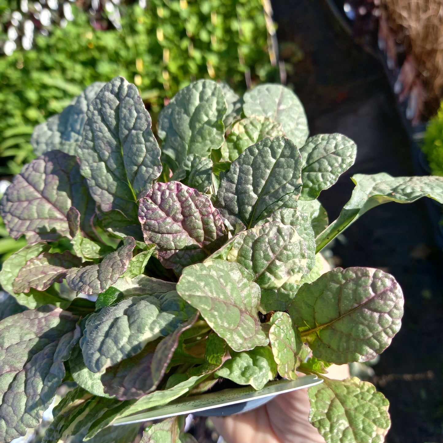 AJUGA reptans Burgundy Glow