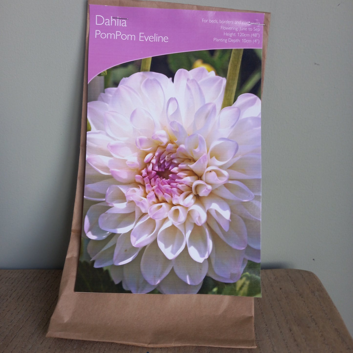 Dahlia Pompom - DAHLIA Eveline