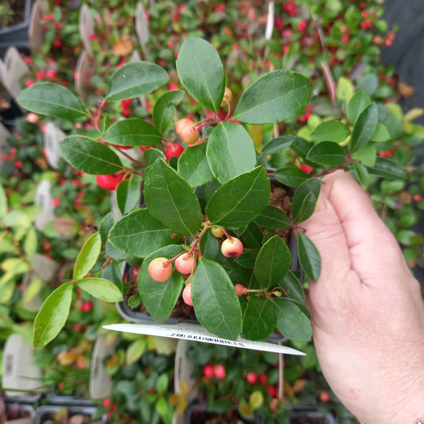 Gaultheria procumbens Winter Pearls Big - Partridge Berry, Eastern Teaberry, Checker Berry, and Wintergreen Plant.