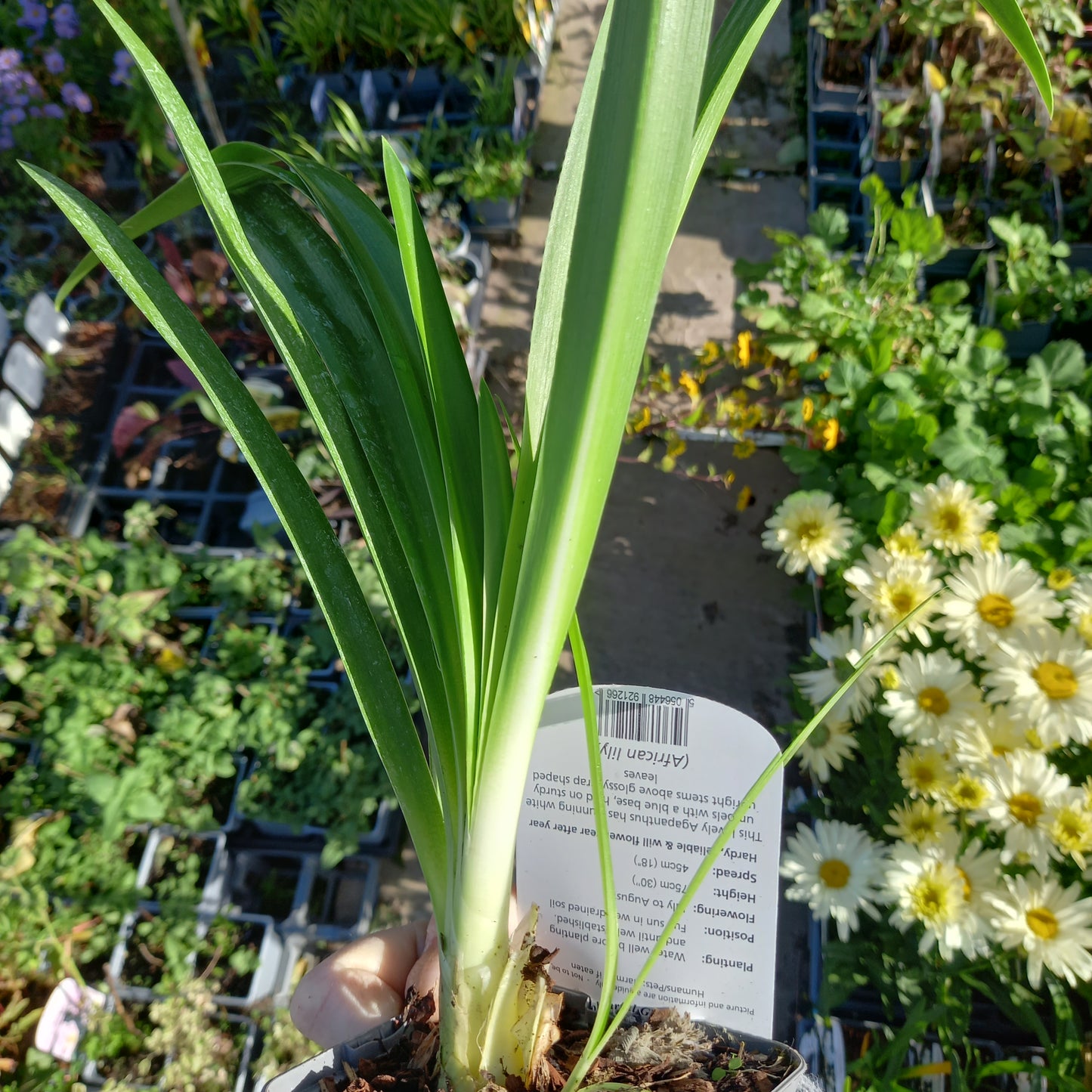 African Lily - AGAPANTHUS Enigma