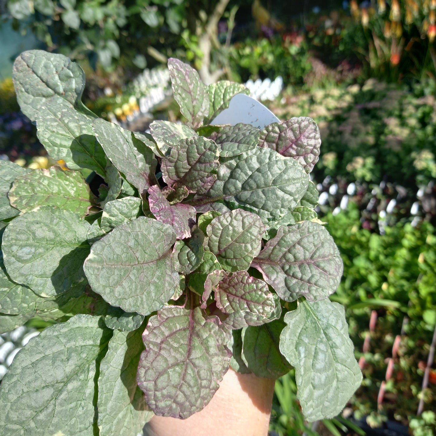 AJUGA reptans Burgundy Glow