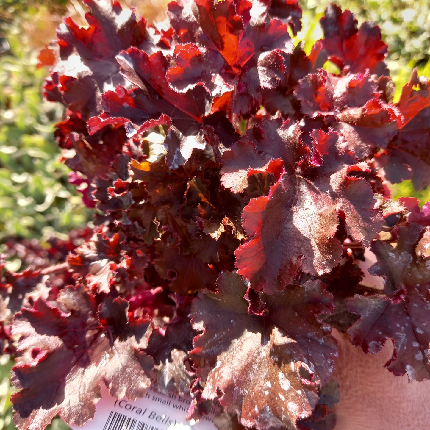 HEUCHERA Melting Fire