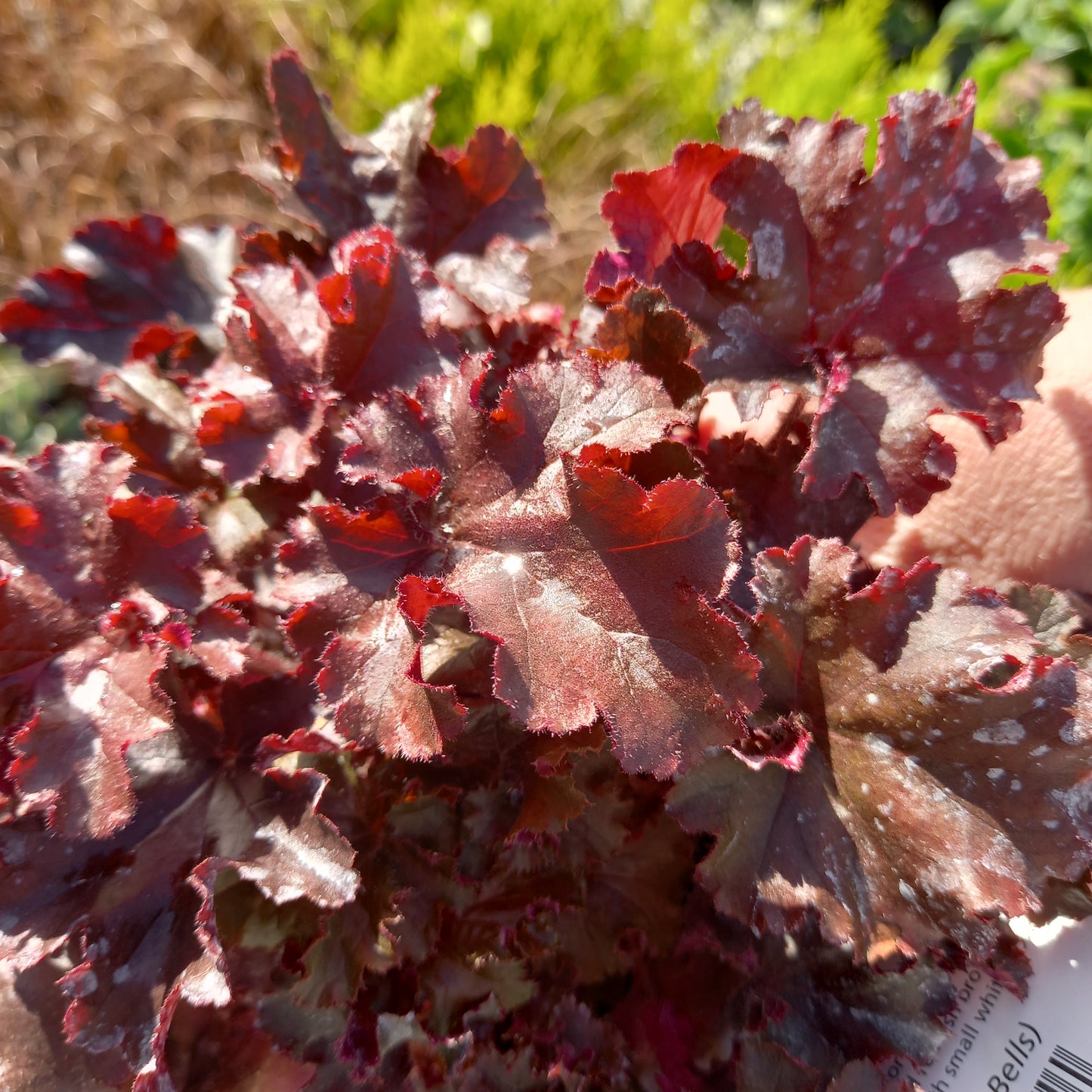 HEUCHERA Melting Fire