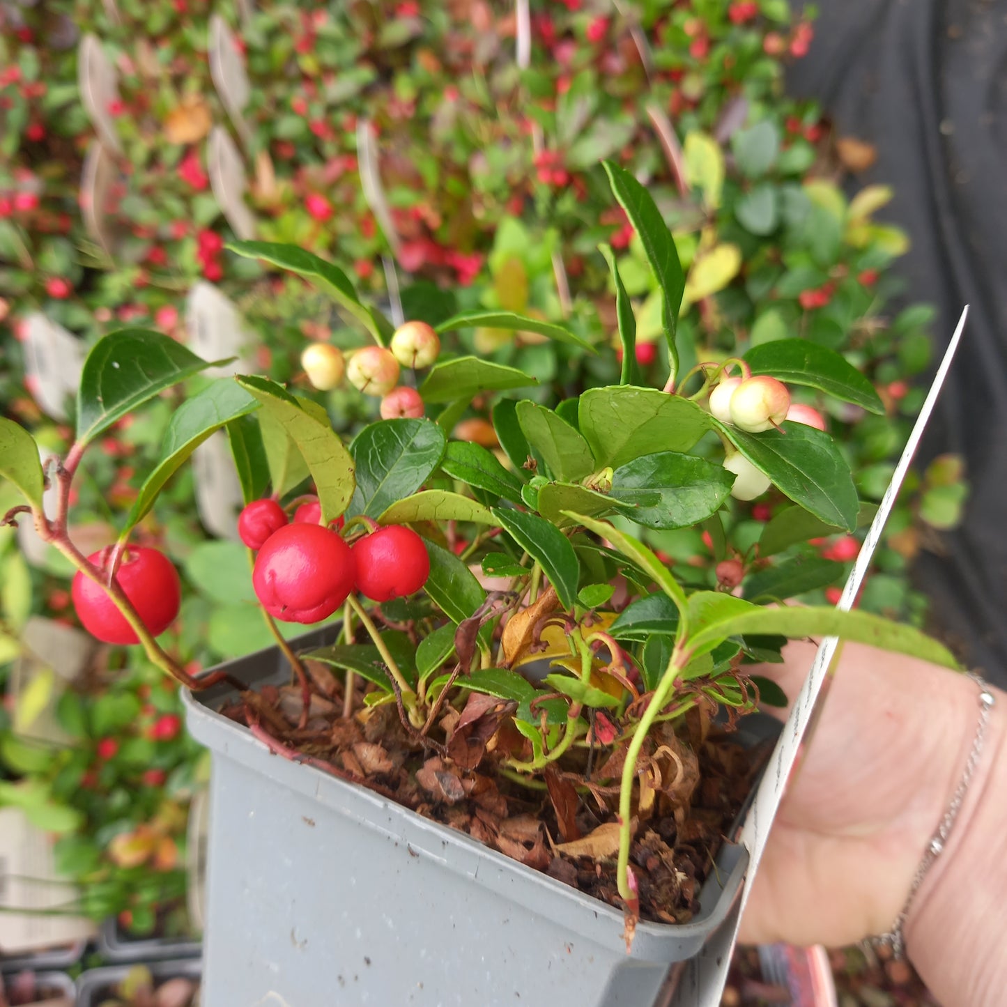 Gaultheria procumbens Winter Pearls Big - Partridge Berry, Eastern Teaberry, Checker Berry, and Wintergreen Plant.