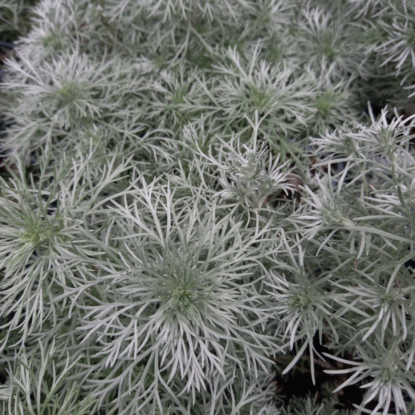 Artemisia schmidtiana 'Nana Attraction' Silver Mound Cottage Garden Perennial