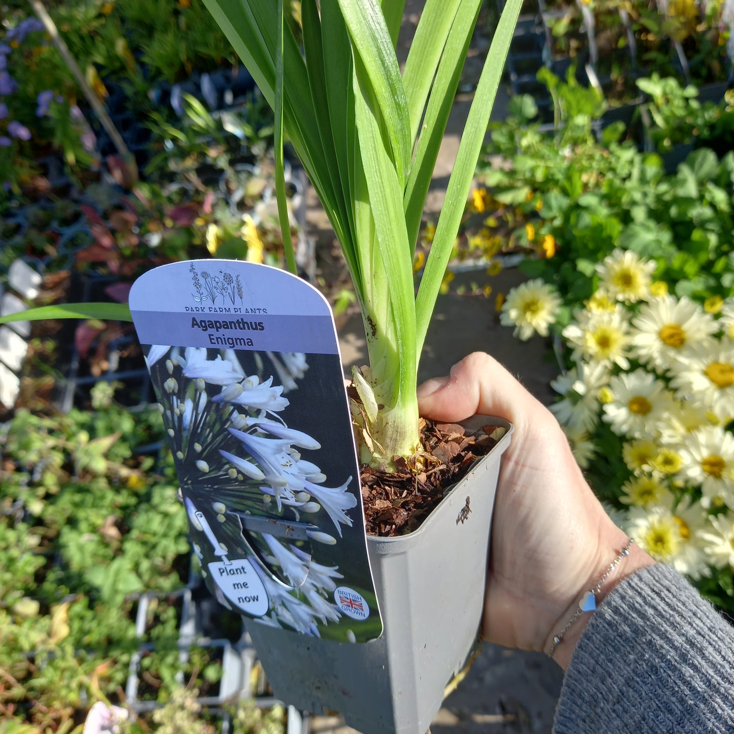 African Lily - AGAPANTHUS Enigma