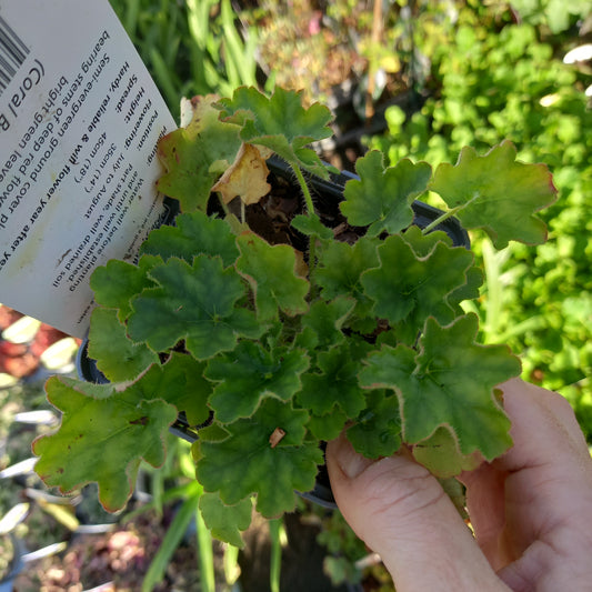 HEUCHERA Coral Forest