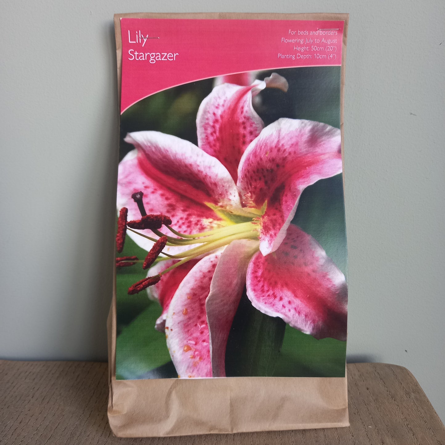 Lily Stargazer (Oriental Lily) (Lilium orientalis)