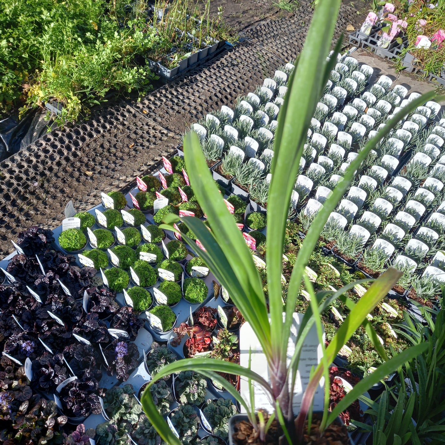 African Lily - AGAPANTHUS Windsor Grey