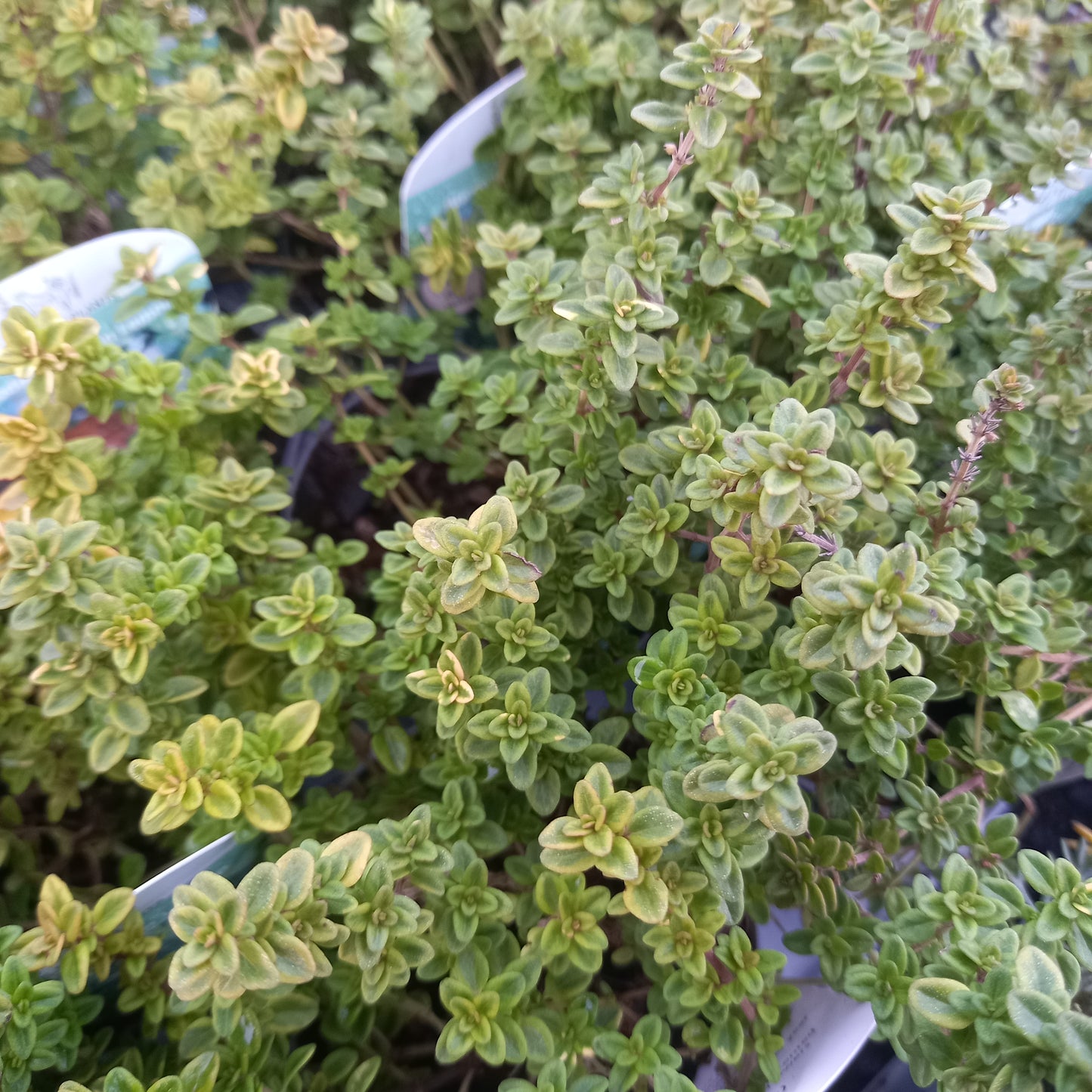 Thyme, Creeping Green Lemon - THYMUS x citriodorus 'Green Lemon'