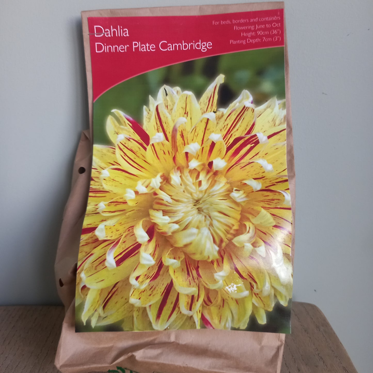 Dahlia Dinner Plate - DAHLIA Cambridge