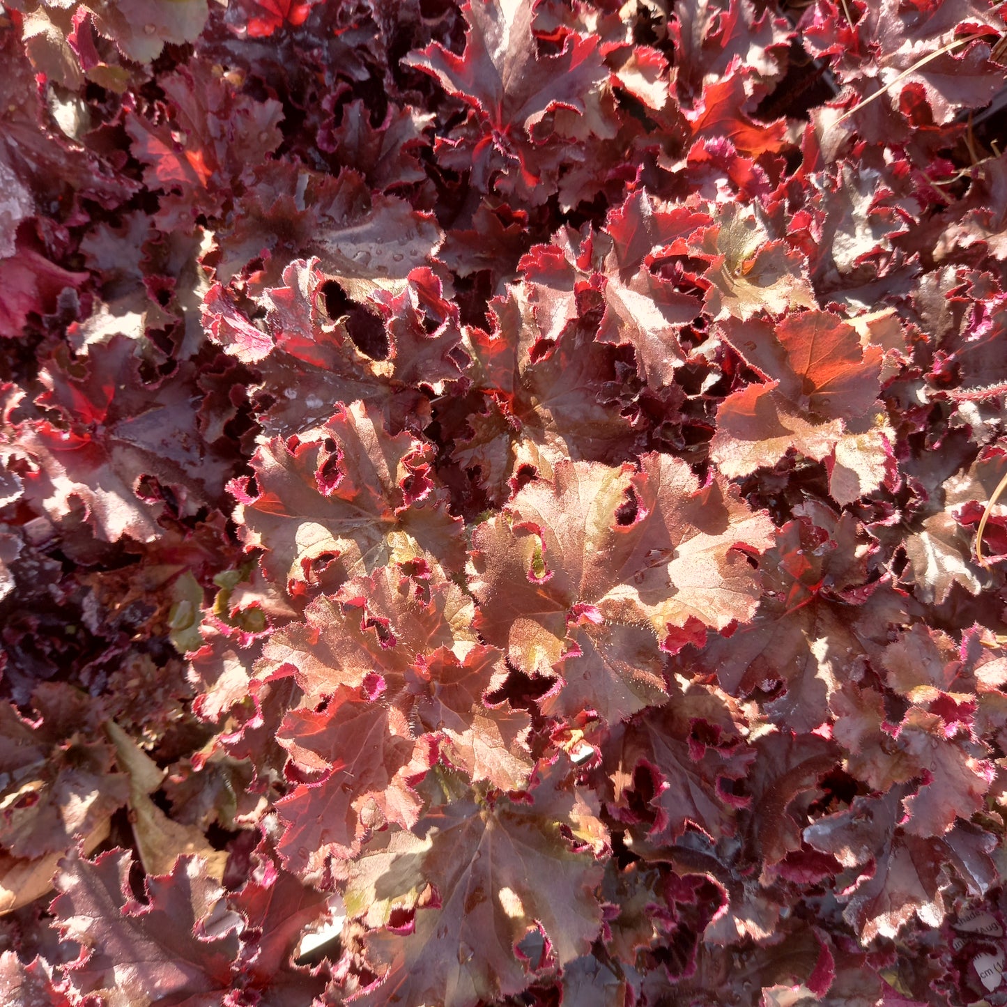 HEUCHERA Melting Fire