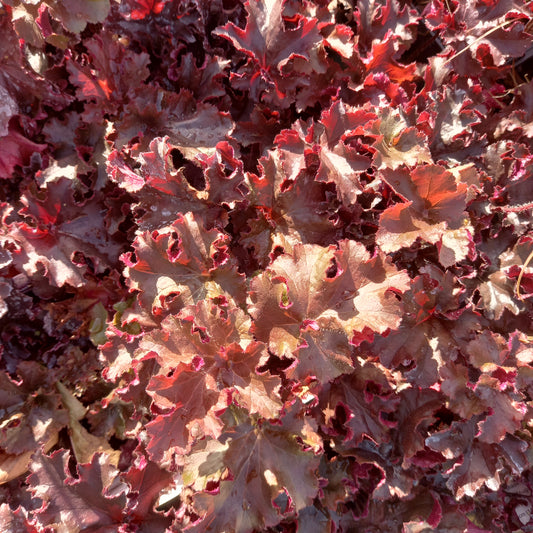 HEUCHERA Melting Fire