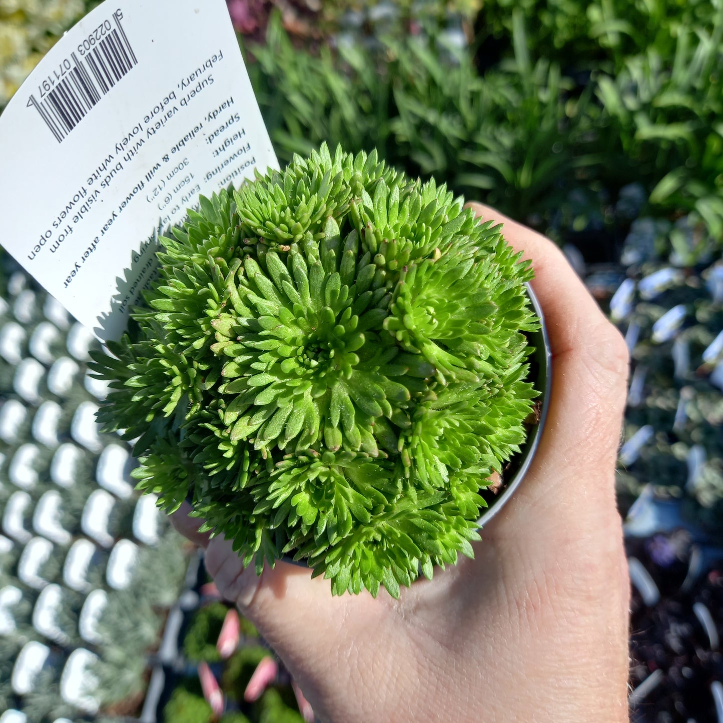 Saxifraga x Arendsii Saxony White