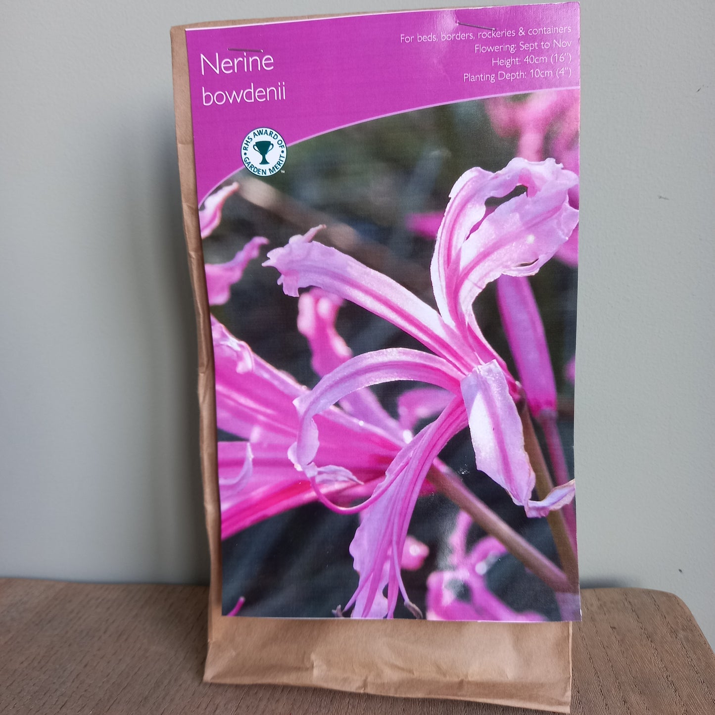 Nerine bowdenii - Bowden Lily