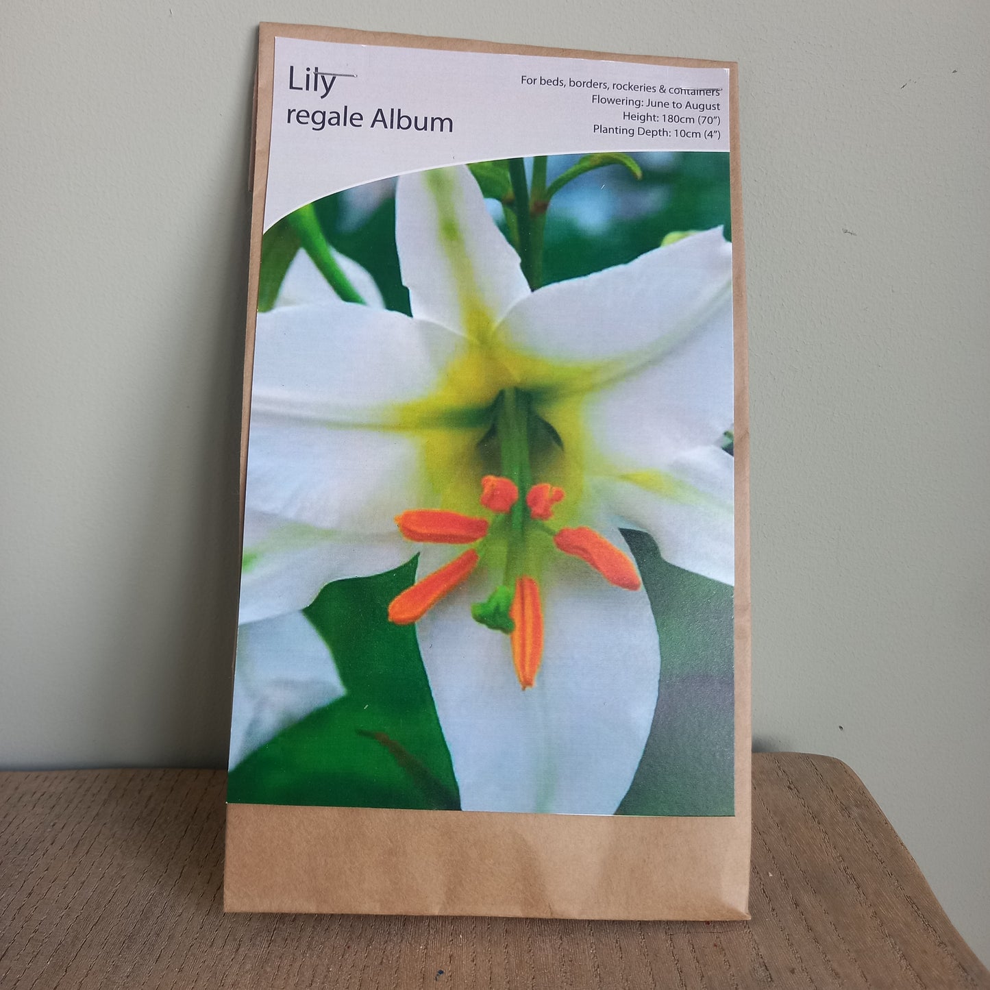 Lily Regale Album (Oriental Lily) (Lilium orientalis)