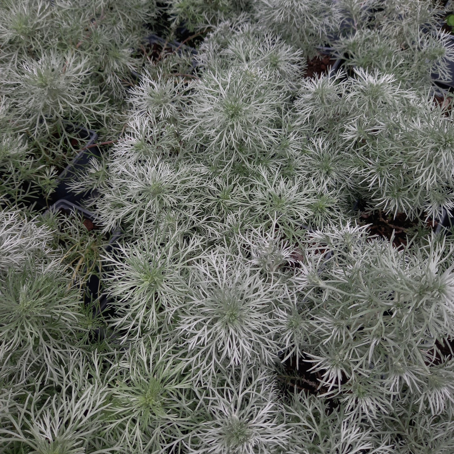Artemisia schmidtiana 'Nana Attraction' Silver Mound Cottage Garden Perennial