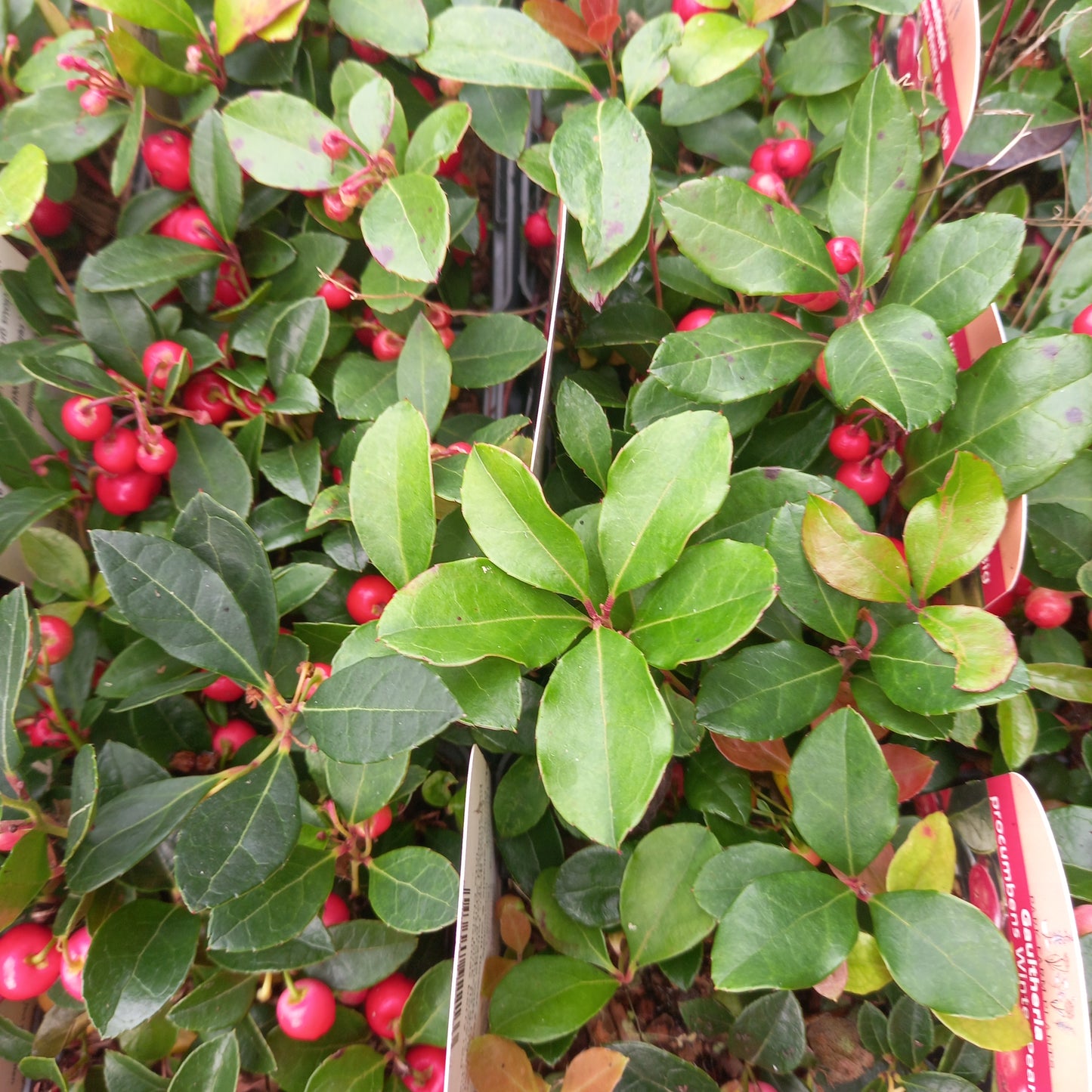 Gaultheria procumbens Winter Pearls Big - Partridge Berry, Eastern Teaberry, Checker Berry, and Wintergreen Plant.