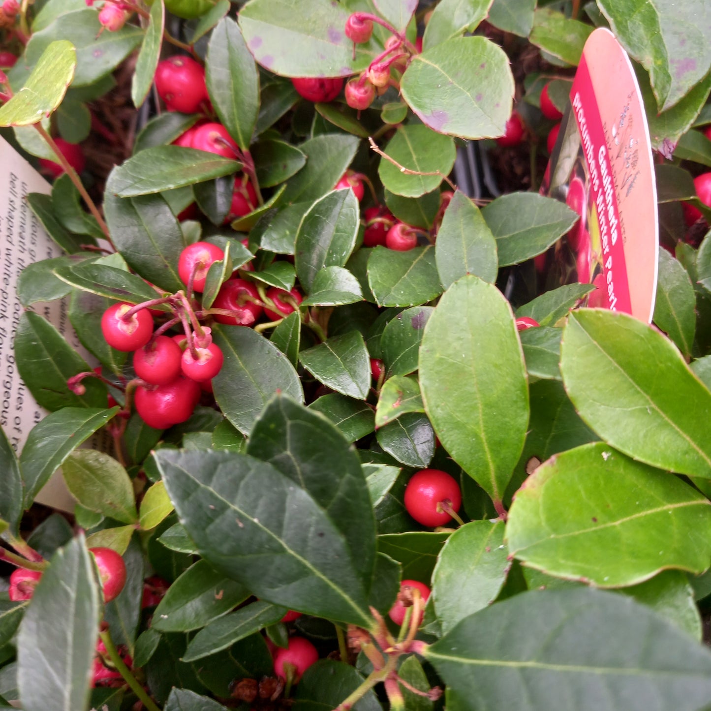 Gaultheria procumbens Winter Pearls Big - Partridge Berry, Eastern Teaberry, Checker Berry, and Wintergreen Plant.