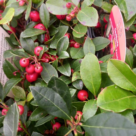 Gaultheria procumbens Winter Pearls Big - Partridge Berry, Eastern Teaberry, Checker Berry, and Wintergreen Plant.